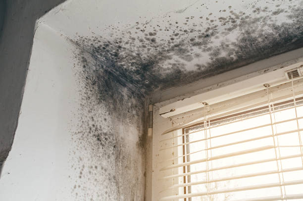 Affordable Basement Mold Removal solutions in Washington Grove, MD